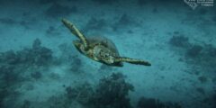 أكبر مشروع بحثي على ساحل البحر الأحمر يحذر من المخاطر التي تواجه الأنواع المهددة بالانقراض